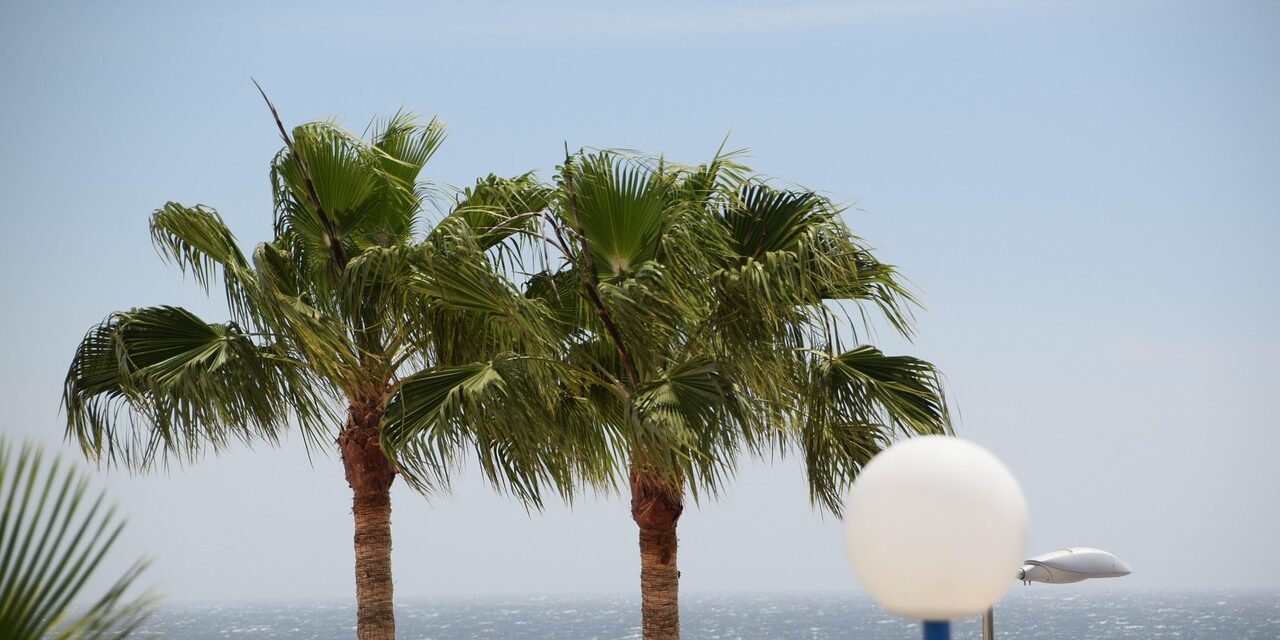 palm-trees-3772357_1280 palm-trees-3772357_1280