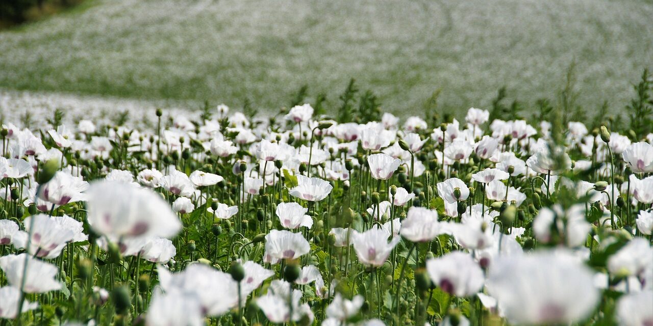 poppy-6466826_1280 poppy-6466826_1280