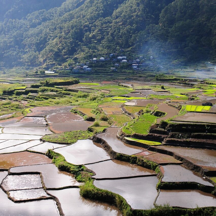 rice-field-5530707_1280