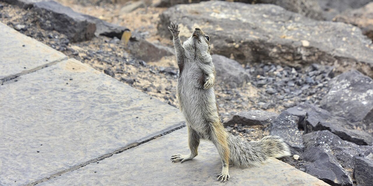 squirrel-barbary-3492406_1280 (1) squirrel-barbary-3492406_1280 (1)
