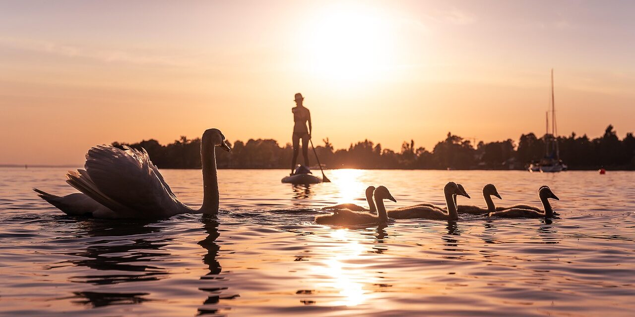 swans-6421355_1280 swans-6421355_1280